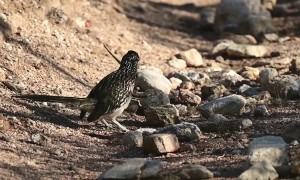 Roadrunner Tenderizes Lizard Against Rock