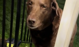 Dog Not Allowed Inside With Mouthful Of Mulch