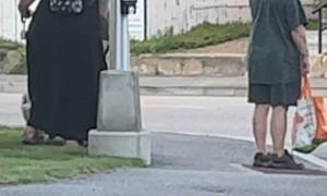 Woman Spotted Walking Her Pet Pig