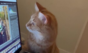 Orange Cat Oversees Photo Editing Process