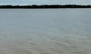 Sharks and Crocodiles Share the Shallows