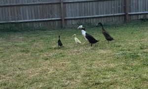 New Duck Welcomed Into Flock