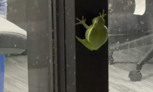 Tree Frog Beeps On Office Window