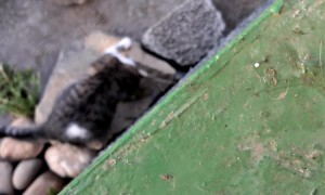 Smart Cat Understands His Human and Answers Back