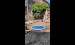 Two Pups Playing in a Splash Pool