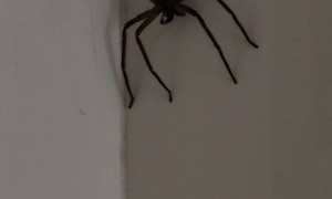 Woman And Spider Brush Hair Together