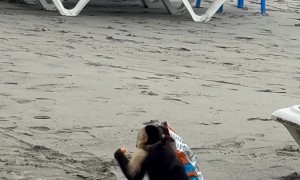 Baby-Carrying Monkey Steals Snacks at Costa Rica Beach