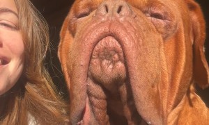 Morning Kisses and Sunshine With Massive Dogue De Bordeaux