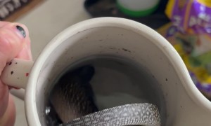Monitor Lizard Takes a Bath