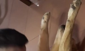 Dog Grins After Big Stretch