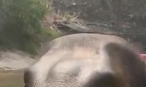 Elephant Smooches and Hugs