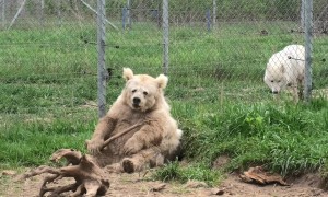 Rescued Himalayan Bear Playing With a Stick