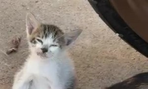 Drowsy Kitten Topples Over