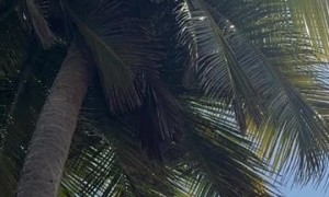 Coconut Fell and Broke My Windshield