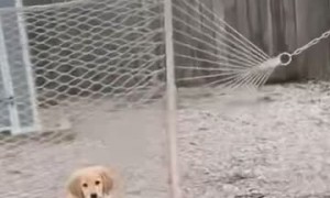 Manipulative Golden Puppy Fakes Needing Help