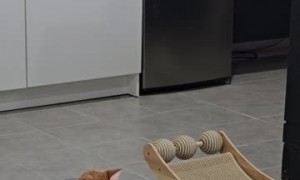 Resident Cat Babysits New Foster Kitten