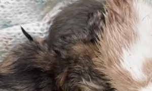 Seven Kittens Rescued From Dumpster