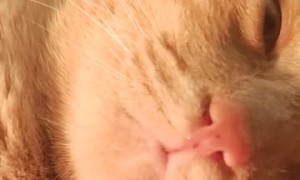 Orange Cat Soaks Up Warmth From Space Heater
