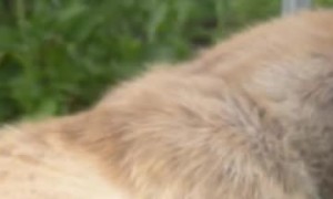 Greenhouse Kitty Finds the Catnip