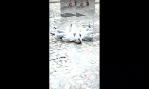 Seagulls Looking at Themselves in a Mirror