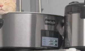 Cat Sleeps In Crockpot
