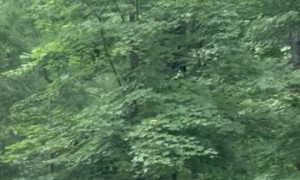 Bear Family Enjoys Playground