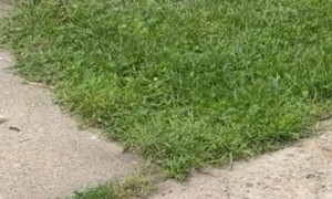 Baby Groundhogs Munch on Fruit