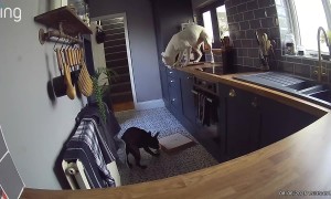 Dog Jumps Up On Counter And Knocks Pizza Down