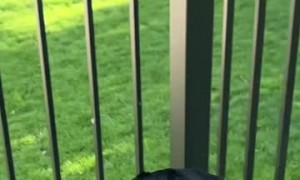 Turkey Chases Dog Through Backyard