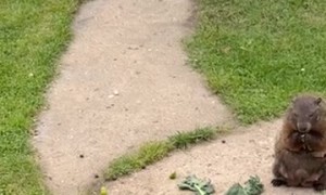 Clumsy Baby Groundhog