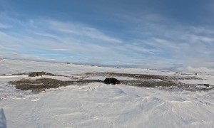 Hunting Black Bears on a Snowmobile