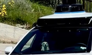 Dog Rides Solo in the Front Seat