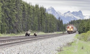 Grizzly Mama and Cub Dodge a Train