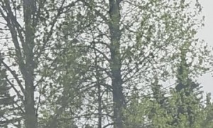 Moose Calf Tries To Get Over Highway Rail