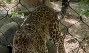 Leopard Comes To Check On Crying Baby