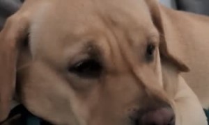 Upset Labrador Gives Owner The Silent Treatment