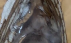 Clothing Iron Mishap Makes Forbidden Tiramisu