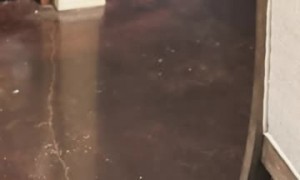 Dog Gets Upset At Stolen Cheese Tax
