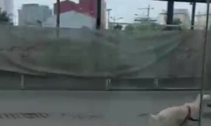 Happy Dog Finds a Playmate in Its Reflection
