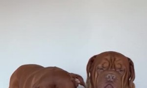 Small Human Massive Dog Squad
