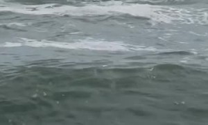 Fisherman Chases Catch Into the Ocean