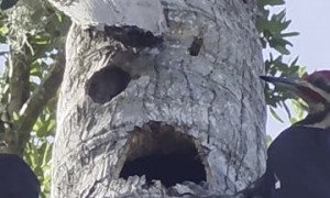 Woodpecker Parents Feeding Their Baby
