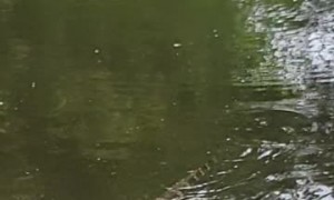Even Alligators Like Boiled Crawfish