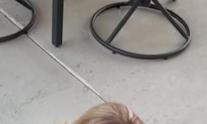 Cat Comes Running Every Time Her Name Is Called