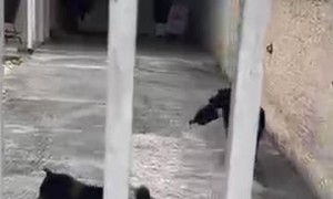 Dog Helps Delivers Package To Doorstep
