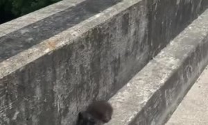 Catching a Feisty Stray Kitten