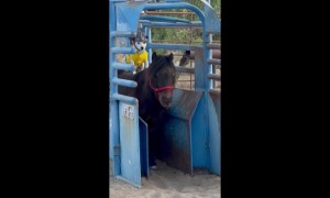 Literal Dog and Pony Show