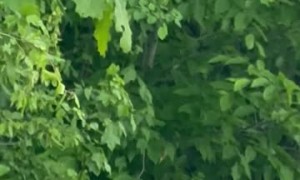 Beaver Waits Patiently at Beaver Crossing Sign