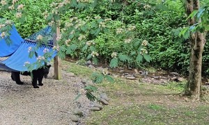 Momma Bear and Cubs Hammock Havoc