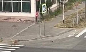 Police Rescue Woman From Pack of Wild Dogs